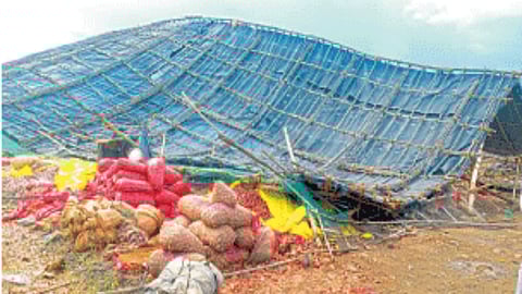 Onion Damage
