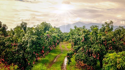 Orchard Plantation
