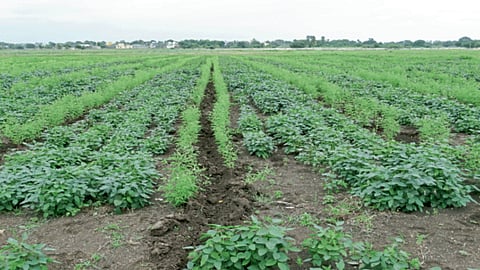 Indian Agriculture