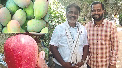 Fruit Orchard Update