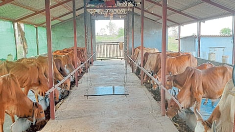 Animal Care