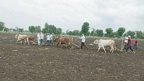 Kharif Sowing