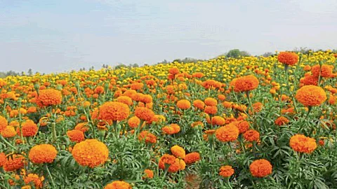 Floriculture