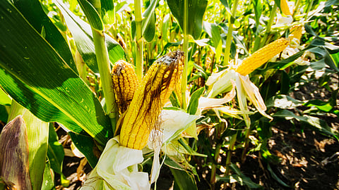 Maize Cultivation