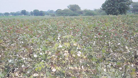 Cotton Disease