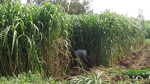 Fodder Crop Harvesting