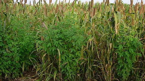 Emergency Crop Planning