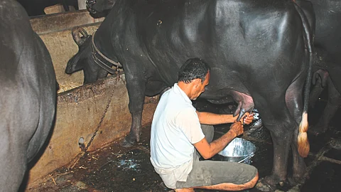 Milk Fat