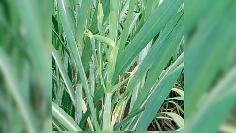 Sugarcane Disease