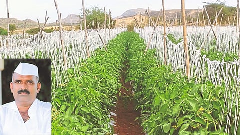 Tomato Production