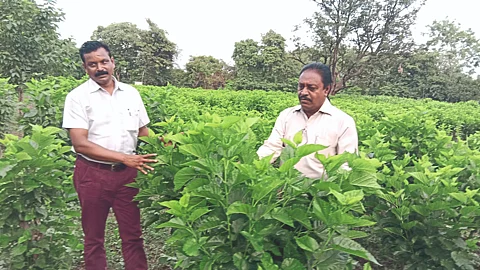 Tuti Crop Update