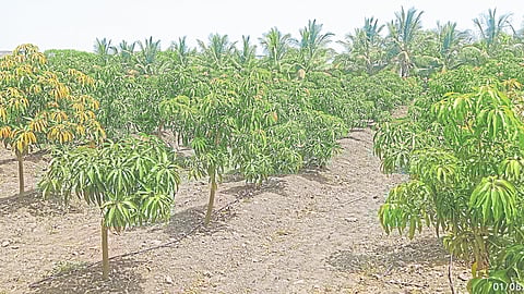 Kesar Mango Cultivation