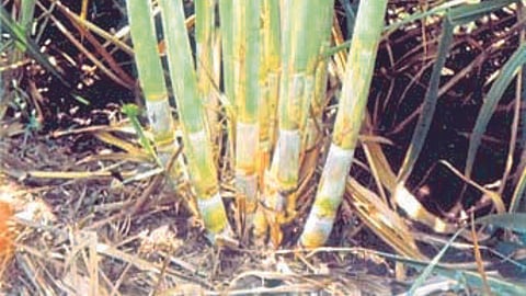 Sugarcane Biological Stress