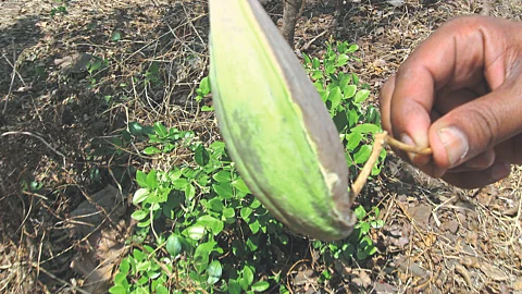Wild Crop