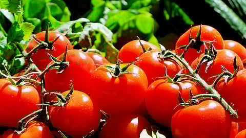 Tomatoes