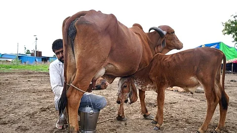 Bank Loan Pet Animal