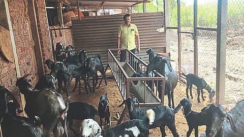 Goat Farming