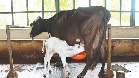 Embryo Transplantation Technology