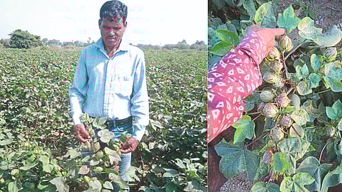 Cotton Cultivation