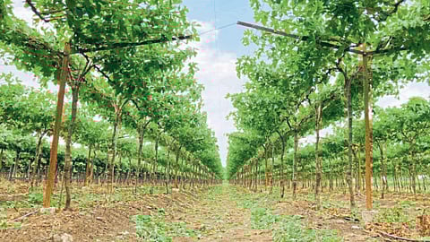 Vineyard