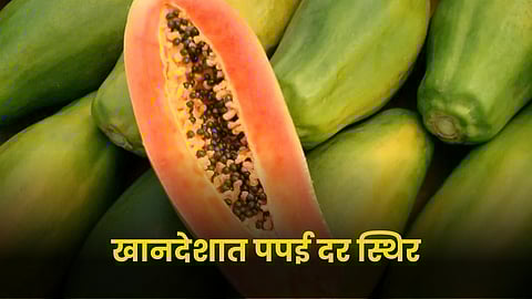 Papaya Rate