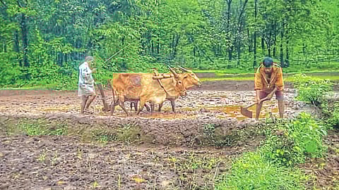 Paddy Farming