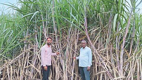 Sugarcane