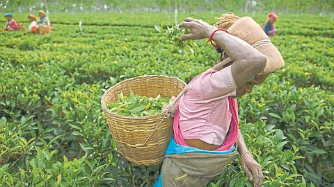 Tea