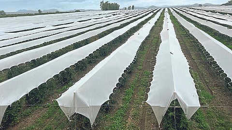Crop Protection