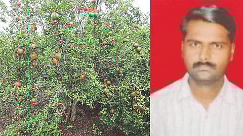 Pomegranate Production