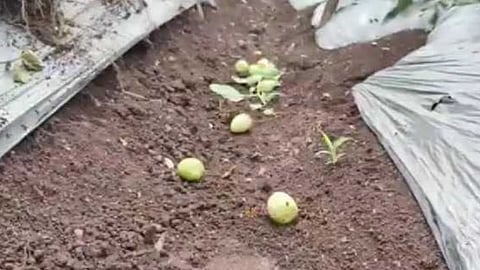 Tomato Grower Farmers