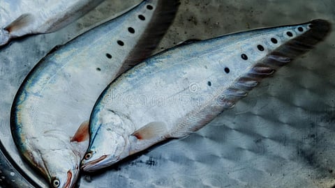 Chittal Fish