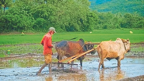 Paddy Farming