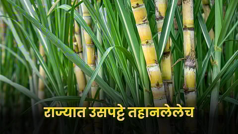 Sugarcane