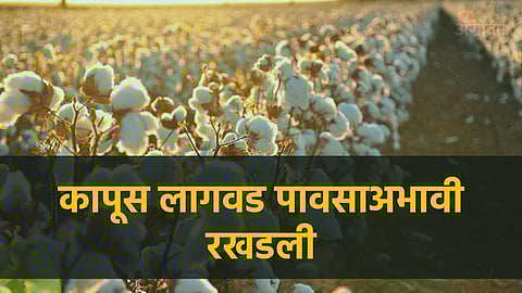 Cotton Cultivation