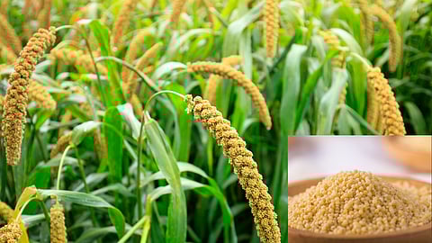 Foxtail Millet Crop : आपत्कालीन परिस्थितीत खरिपात राळ्याचे पीक ठरू शकते फायदेशीर