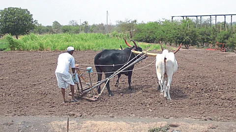 Sowing