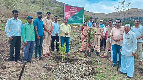 Tree Plantation