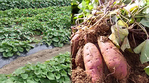 Sweet Potato Cultivation