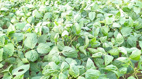 Importance Of Sulfur