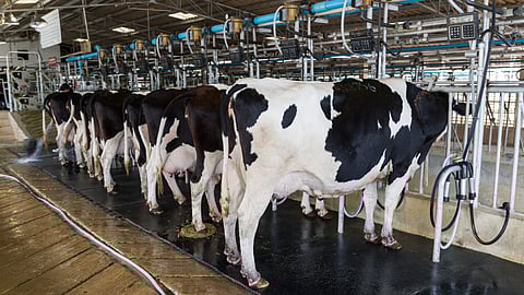Cows