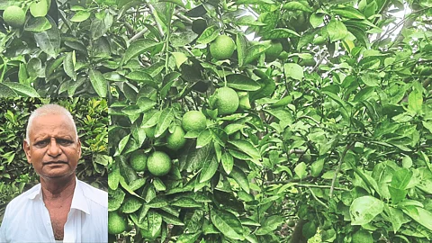 Mosambi Orchard