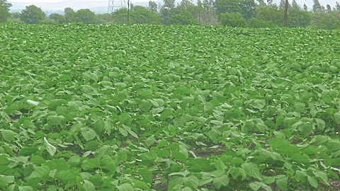 Kharif Sowing