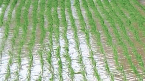 Paddy Plantation
