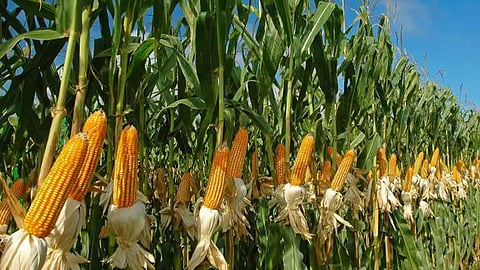 Maize Cultivation