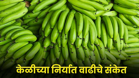 Banana Export