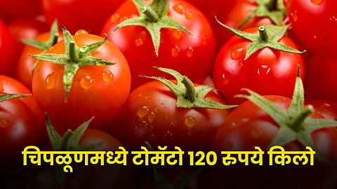 Tomato rate