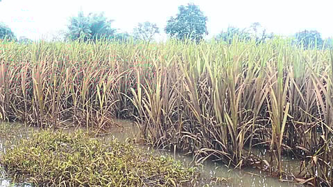 Sugarcane Management