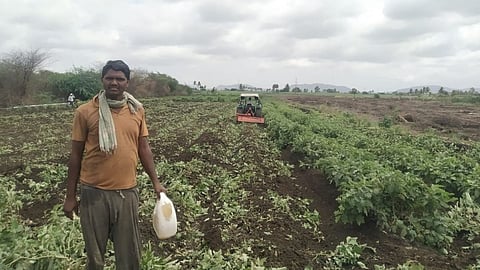 Sangli Brinjal Rate
