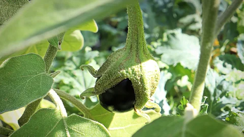 Brinjal
